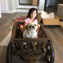 Medium pumpkin wagon with dark brown stain and black painted wheel rims